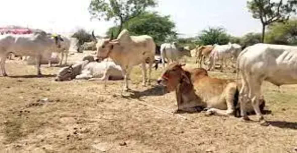 Nagaur मेले में पशुपालकों को पशुओं को लाने में हो रही परेशानी