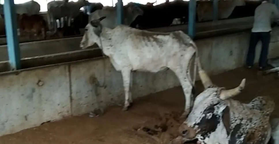 Nagaur में गोसेवक 118 बार बना चुके गायों के लिए औषधि युक्त पकवान