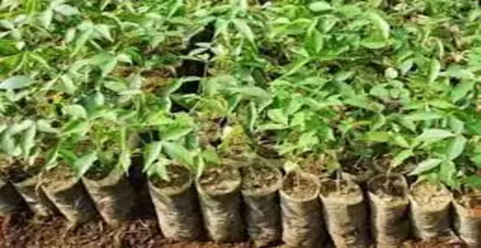 Dungarpur को हरा भरा करने के लिए तैयार किए 12.64 लाख पौधे