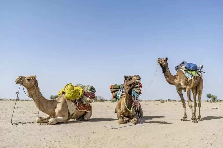 Thar Desert Rajasthan