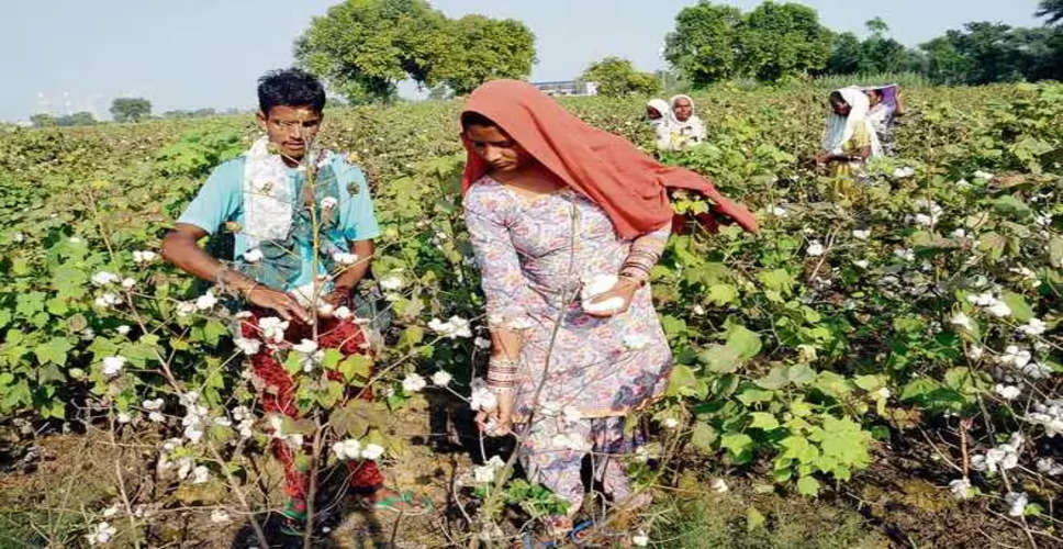 Jaipur फलों के छिलकों से तैयार पॉलीमर से फसल की पैदावार 1.5 गुना तक बढ़ाई जा सकती है