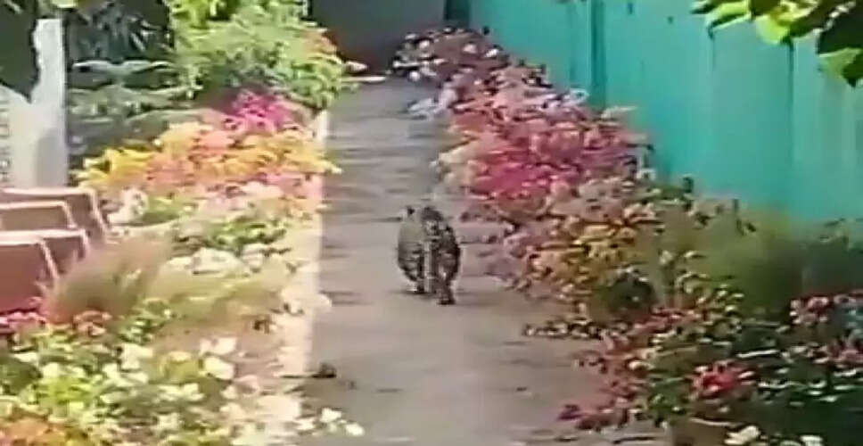 जयपुर के वाटिका इलाके में रिहायशी क्षेत्र में दिखा लेपर्ड, लोगों में दहशत का माहौल