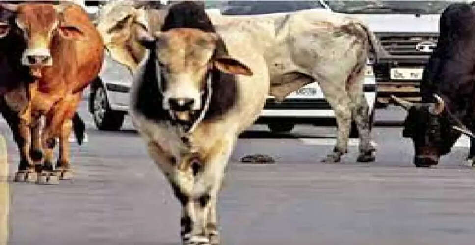 बीकानेर में आवारा पशुओं काे पकड़ने का अभियान शुरू, शहर में 10 हजार आवारा पशु, राेज 30 पकड़ रहे 