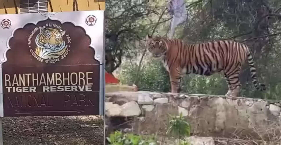 रणथंभौर के पेरीफेरी इलाकों में टाइगर की मूवमेंट, ग्रामीणों में दहशत