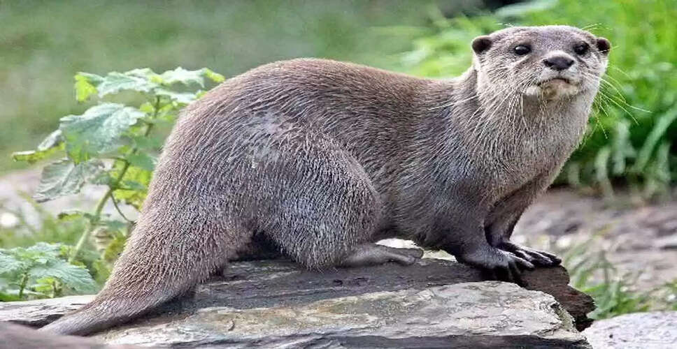 Chittorgarh के रिहायशी इलाके में अचानक वन्य जीव ऊदबिलाव के आने से मचा हड़कंप, वनकर्मियों के आने से पहले हुआ गायब