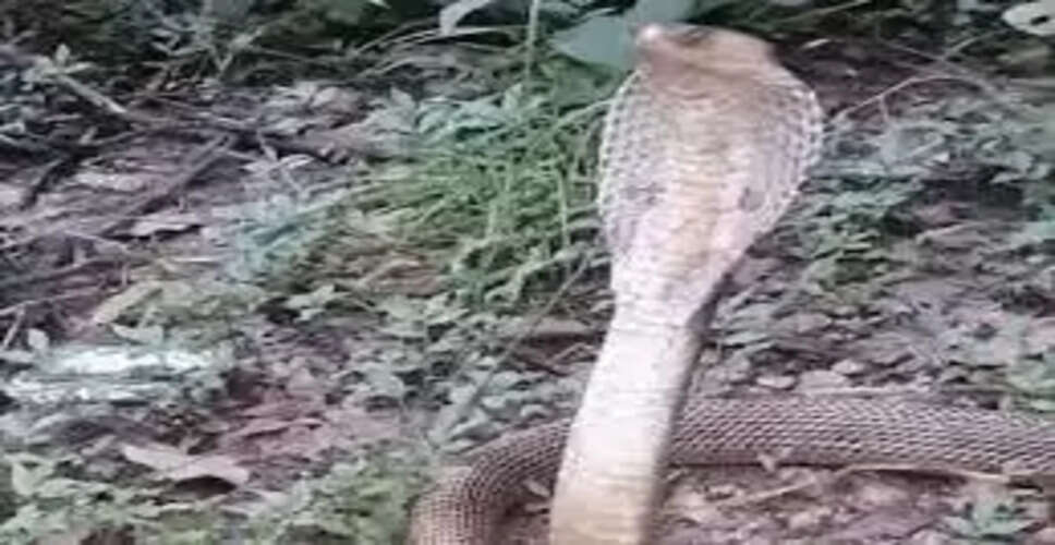 चित्तौड़गढ़ में सांप डसता रहा, डीजे पर रील बनाता रहा नाबालिग,  देव आगमन की प्रथा निभाते समय मौत