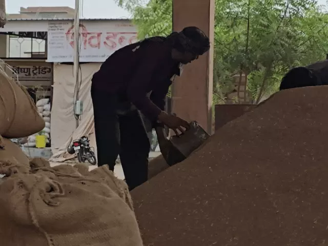 नागौर मंडी में मसाला फसलों में तेजी, जीरा स्थिर; सौंफ-इसबगोल में जोरदार उछाल, मूंग 1200 रुपए तक लुढ़का
