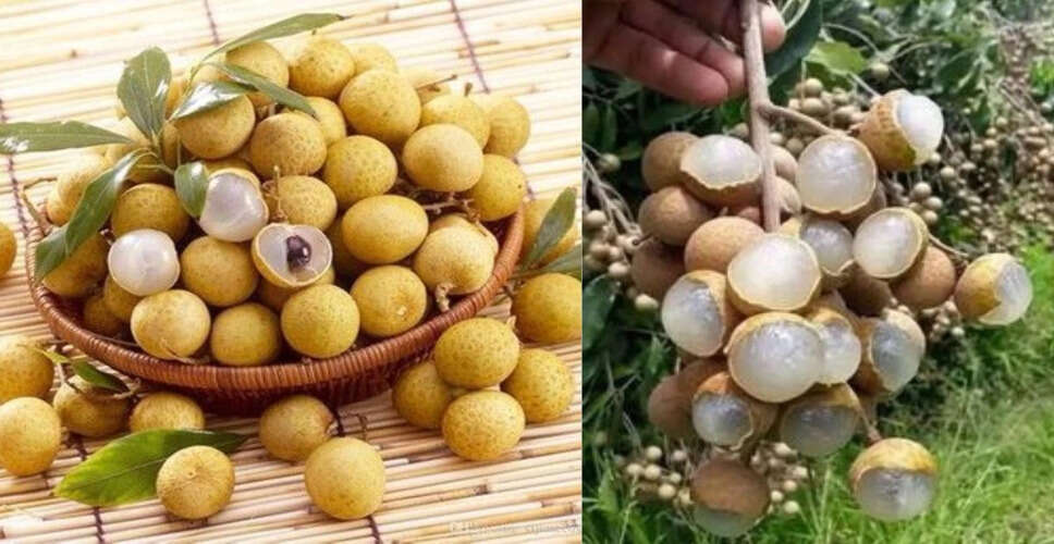 बिहार के बाद अब राजस्थान के इस जिले में भी लीची की खेती से मोटा मुनाफा कमा रहे किसान, PM Modi ने भी की तारीफ&nbsp;