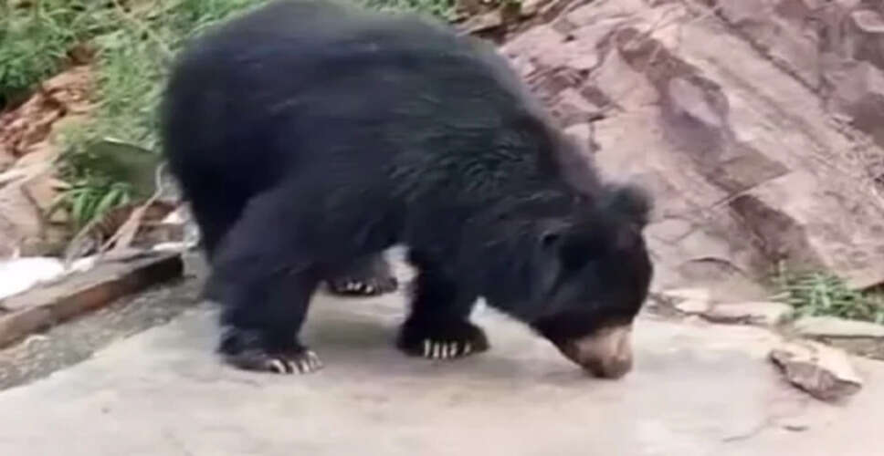 Sawaimadhopur&nbsp;रणथंभौर के जंगल में गर्मी से परेशान भालू ने पानी में लगाई डूबकी, सैलानियों ने कैमरे में किया कैद