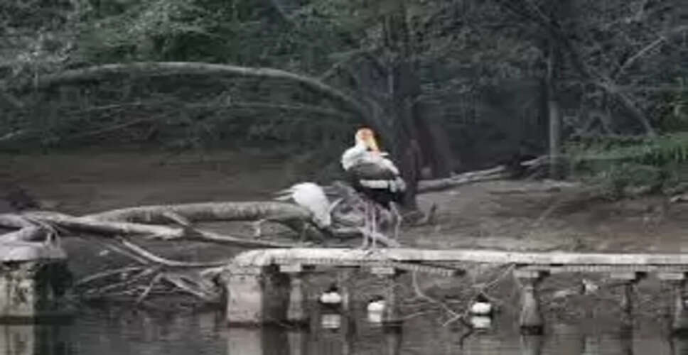 Bhilwara&nbsp;पक्षियों की पहचान के लिए पानी पर टिकी रही दूरबीनें