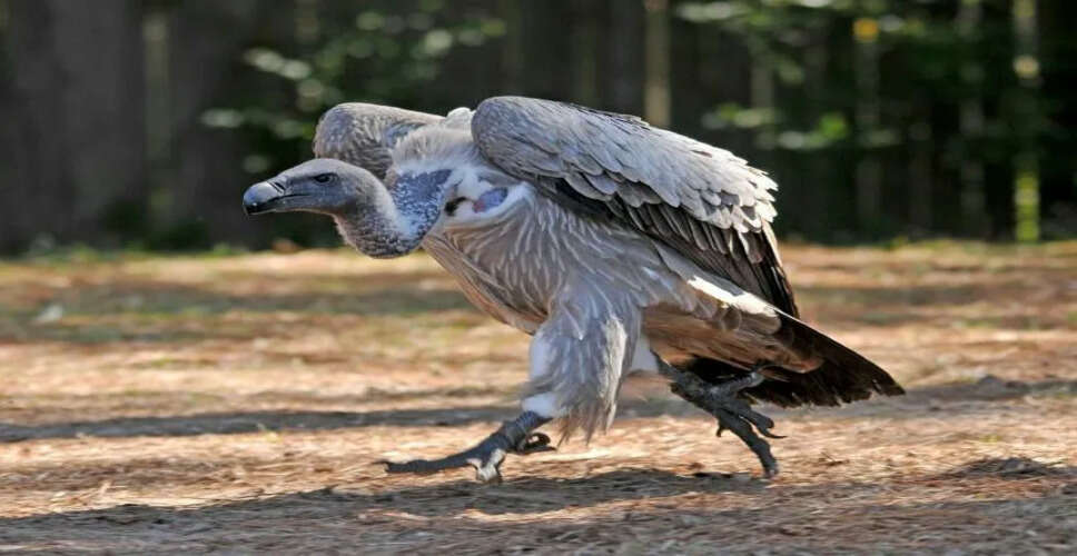 चीन को भी करनी पड़ी थी 1 लाख चिड़ियों की वापसी, जानिए कैसे&nbsp;गिद्ध, उल्लू और चिड़िया कैसे निभा रहे पर्यावरण सुरक्षा में अहम भूमिका&nbsp;