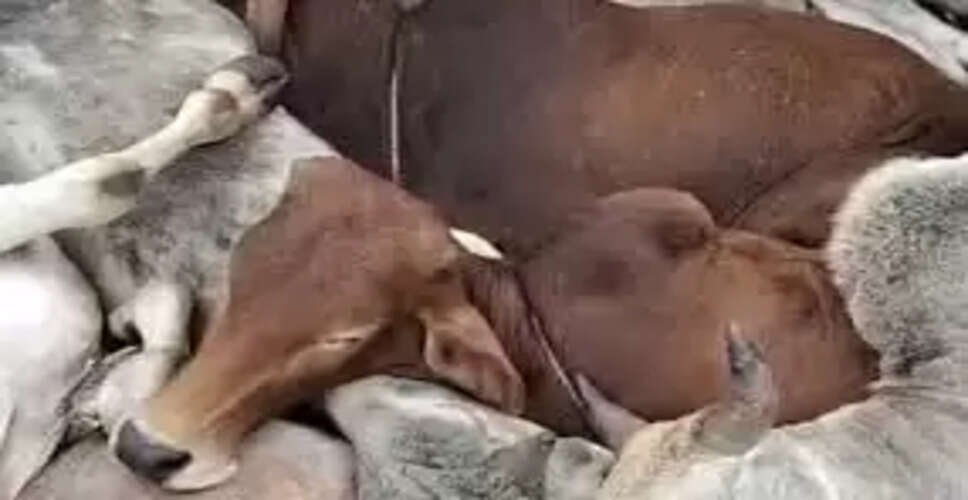 Karoli&nbsp;बालाजी घाटी में गोवंश से भरे कंटेनर छोड़ भागे तस्कर, 30 गोवंश की मौत