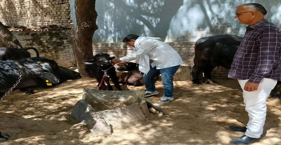 प्रतापगढ़ में खुरपका-मुंहपका से बचाव के लिए टीकाकरण अभियान तेज, 4.85 लाख पशुओं को वैक्सीन लगाने का लक्ष्य