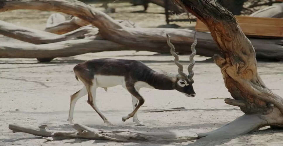 Churu&nbsp;तालछापर सहित जिले के 40 वाटर पॉइंट पर आज होगी वन्यजीव गणना