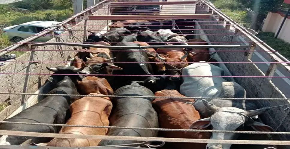 Dausa में पुलिस ने ट्रक का पीछा कर 16 गायों को छुड़ाया, 6 गायों की मौत