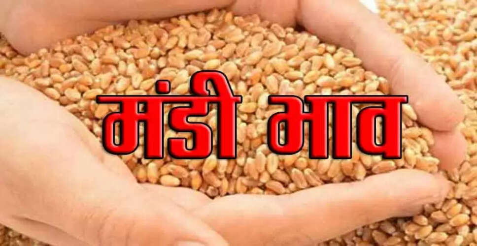 Kota&nbsp;बाजार भाव, गेहूं 20, चना 100 रुपए तेज रहा