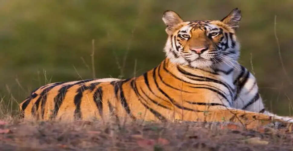 Kota&nbsp;मुकुंदरा हिल्स टाइगर रिजर्व में दहाड़ेंगे मध्यप्रदेश के बाघ