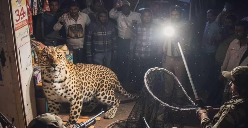 जयपुर में बढ़ता लेपर्ड खतरा: अब बजाज नगर में दहशत, वन विभाग अलर्ट पर