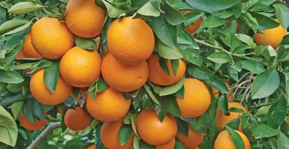 Jhalawar&nbsp;कोलकाता और केरल के लोगों को नागपुर से ज्यादा पसंद आ रहे हैं संतरे