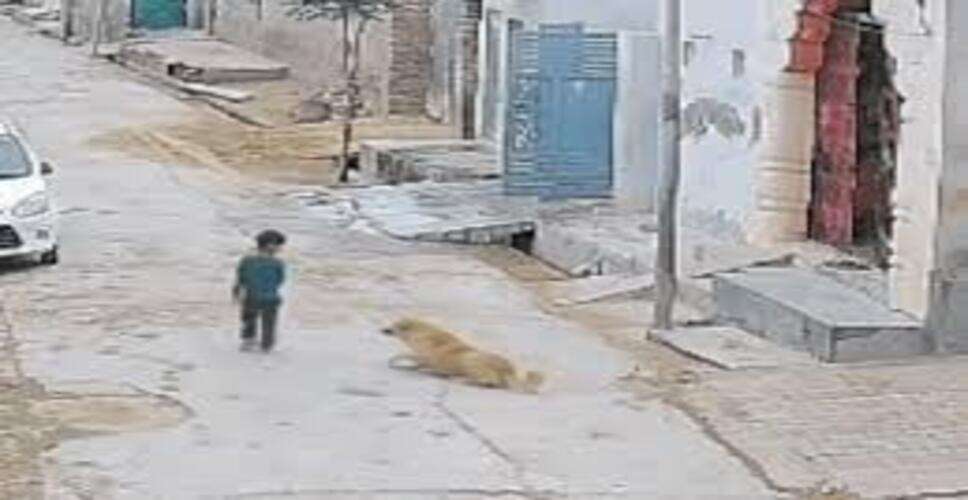 हनुमानगढ़ में आवारा कुत्तों का आतंक, मासूम पर हमला CCTV में कैद