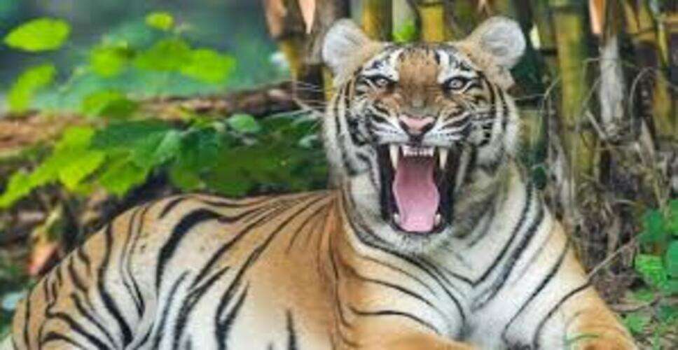 रणथंभौर टाइगर रिजर्व में टाइगर की घेराबंदी का वीडियो वायरल, पर्यटकों की लापरवाही पर सवाल