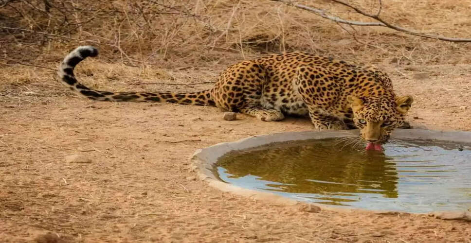 Banswara&nbsp;वन्यजीव गणना में रात एक बजे तक भी नहीं दिखा पैंथर