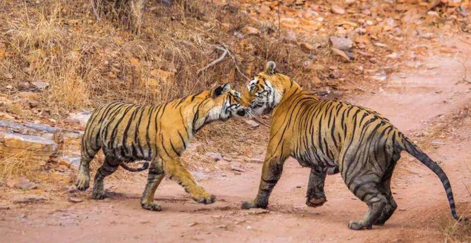 सवाई माधोपुर में बढ़ी टाइगरों की संख्या, 76 से अधिक बाघ बने प्रबंधन के लिए चुनौती