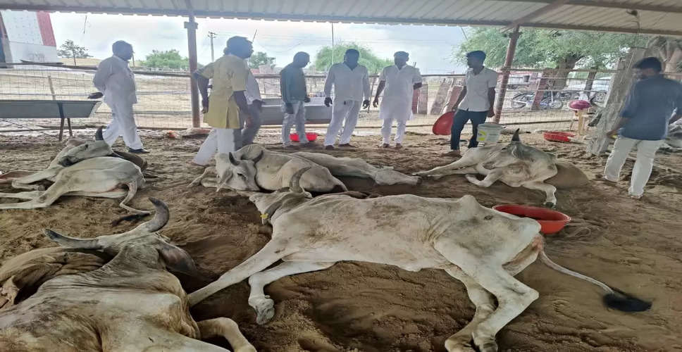 Lumpy virus in Rajasthan: राजस्थान के सभी 33 जिलों में फैला लंपी संक्रमण, पशुओं की मौत की संख्या में आई बड़ी गिरावट