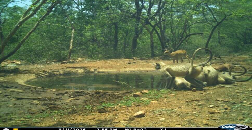 वन्यजीव गणना में बड़ा बदलाव, अब शाम 5 बजे से शुरू होगी प्रक्रिया