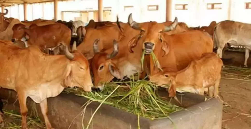 Sawaimadhopur जिले के इन गौशालाओं में गायों को नहीं होगी चारे के पानी की समस्या