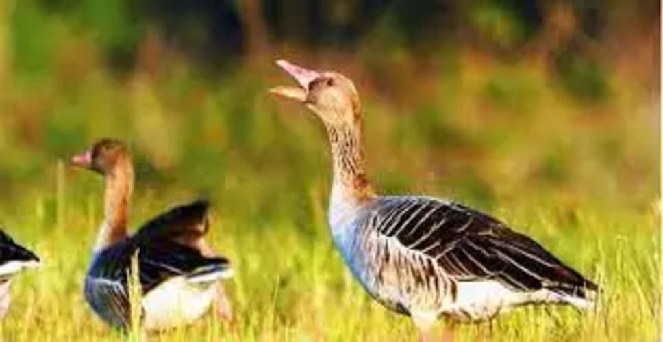 Udaipur अगस्त तक तैयार हो जाएंगे चार नए बाड़े, आएगी पक्षियों की 12 प्रजातियां