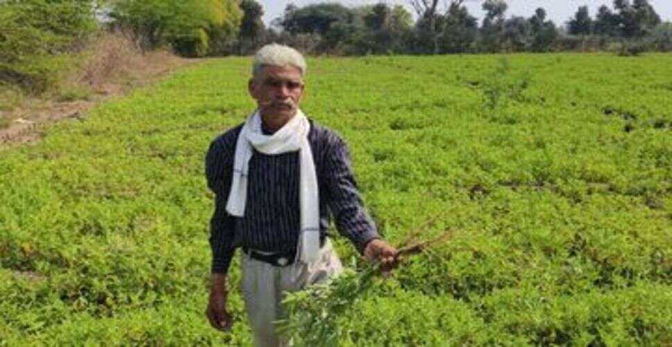 राजस्थान में उग रहा &lsquo;अमेरिकन केसर&rsquo;, फूड इंडस्ट्री में बढ़ी मांग