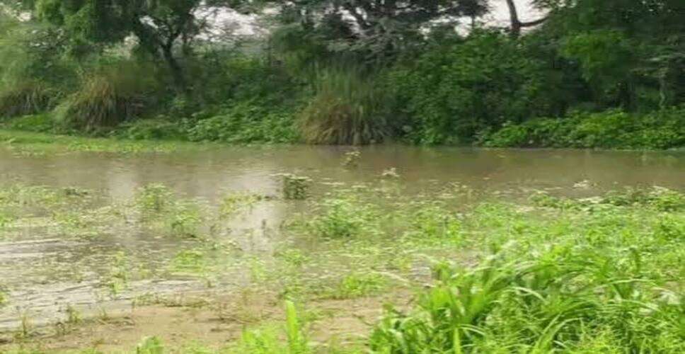 Sikar Weather Update: मानसून की रफ्तार सामान्य, शहर में 1 इंच बारिश; ग्रामीण इलाकों में बरस रहे बादल