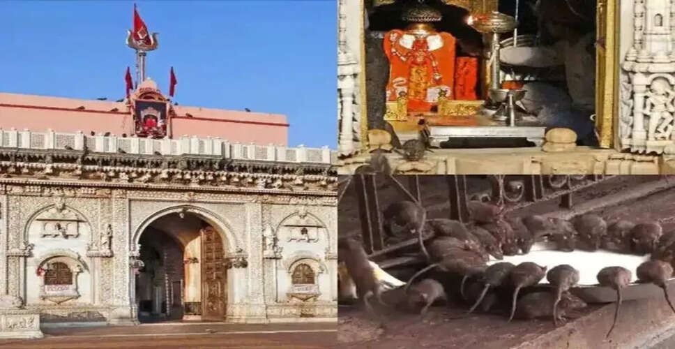 बीकानेर की आस्था का केंद्र करणी माता मंदिर! आज पीएम मोदी करेंगे दर्शन, जानिए क्या है चूहों वाले प्रसाद की परंपरा ?&nbsp;