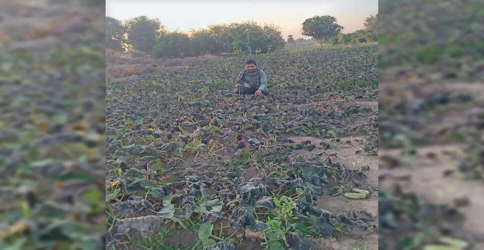 Tonk में तापमान 4 डिग्री पर, पाले से टमाटर, पपीता, अमरूद की फसलों में 50% तक नुकसान
