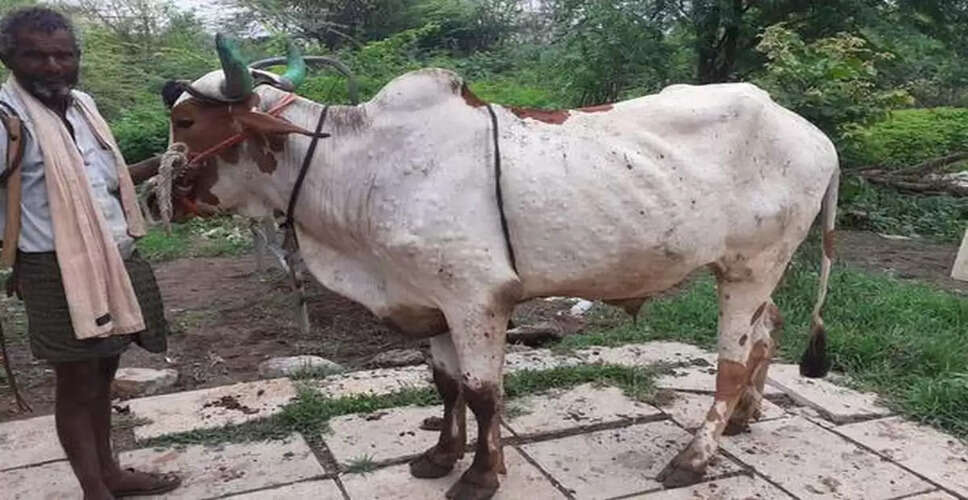 Lumpy Disease: राजस्थान में बढ़ता लंपी बीमारी का कहर, गोपालक बचाव के लिए अपना रहें है यह उपाय