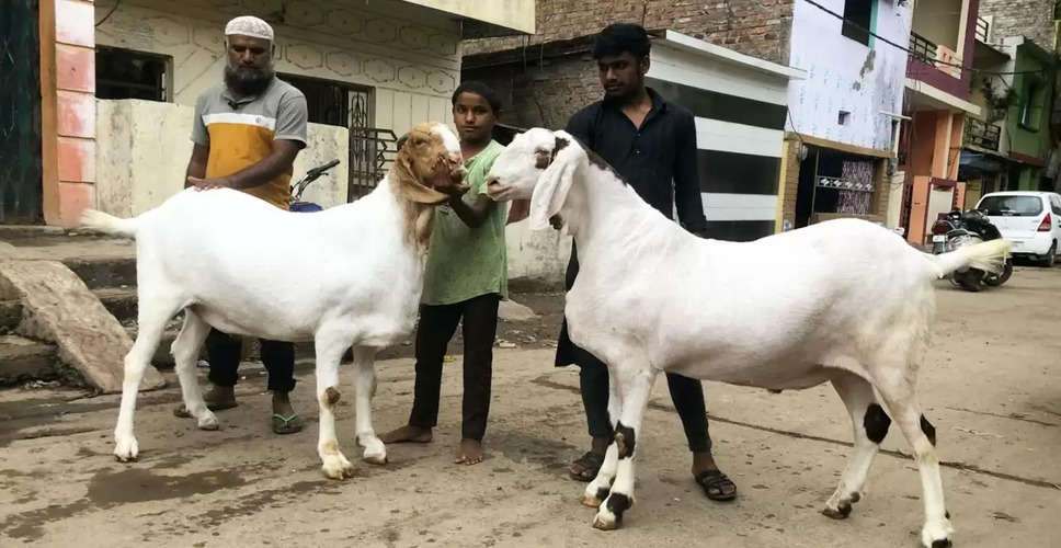 Ajmer 20 बकरियों का वजन ज्यादा बताकर युवक से 76250 रुपए ज्यादा वसूले, केस दर्ज 