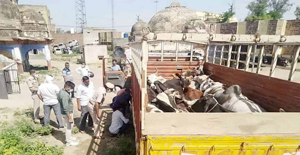 Alwar नाकाबंदी में मिनी ट्रक में पैर-मुंह बंधे मिली गाय, तस्कर गाड़ी छोड़ भागे