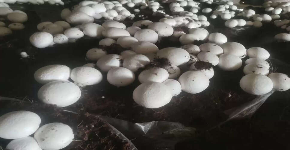 भरतपुर की मशरूम से किसानों की आमदनी में बढ़ोतरी, 20 साल के ईश्वर से 50+ किसानों तक की सफलता