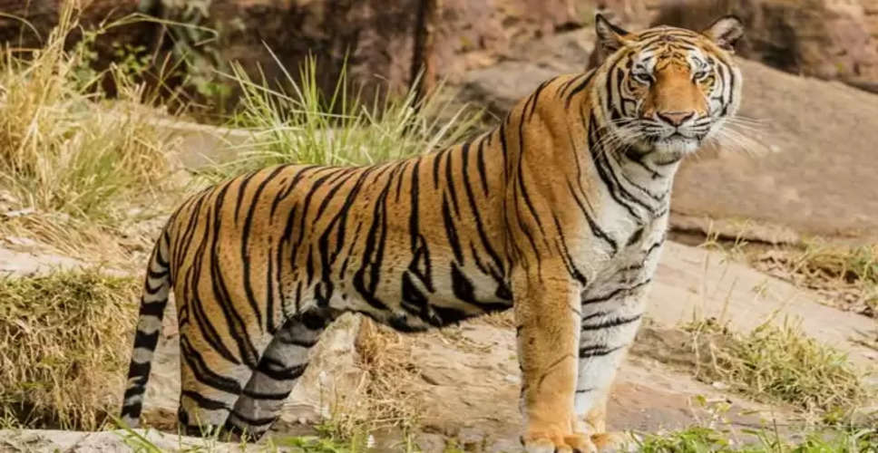 Alwar बाघ पर असर न हो, बाघ के आसपास के जंगलों में आरएसी के साथ वन टीमें अलर्ट रहेंगी