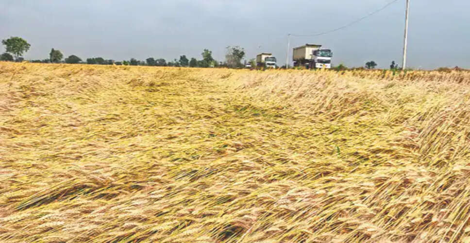 बेमौसम बारिश और अंधड़ से किसानों की बढ़ी चिंता, गेहूं की फसल को भारी नुकसान