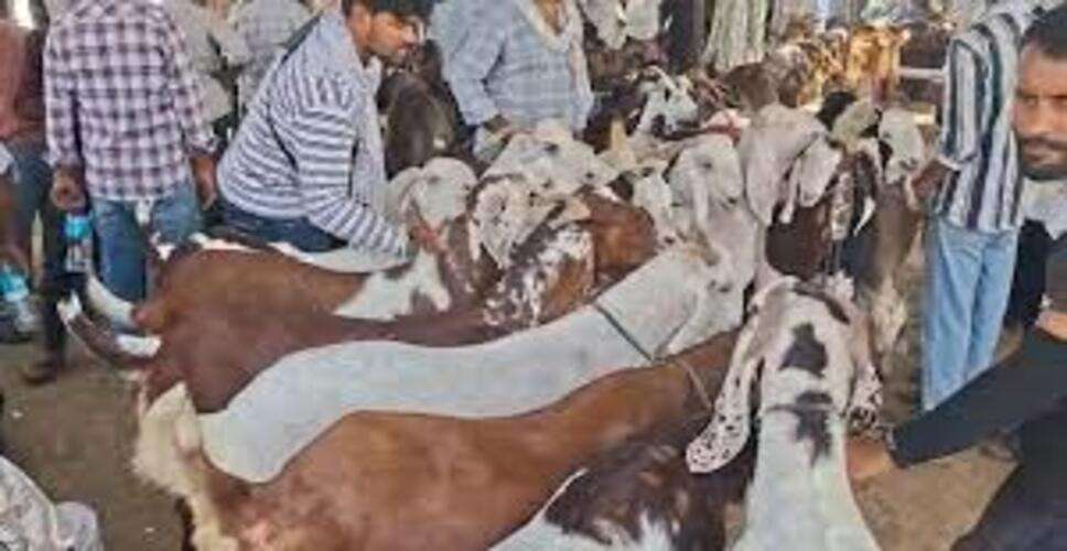 अजमेर की बकरा मंडी में चोरों का आतंक, लगातार चोरी की वारदातों से व्यापारी और पशुपालक परेशान