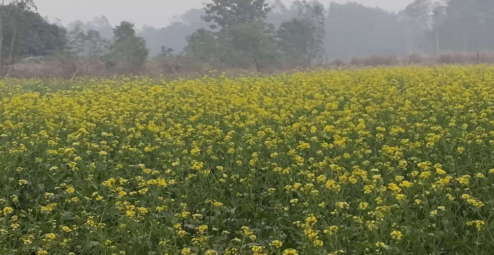 बंजर जमीन में जीरा-सरसों की कम खर्च में खेती से लाखों की कमाई, 50 गांवों में सफल मॉडल