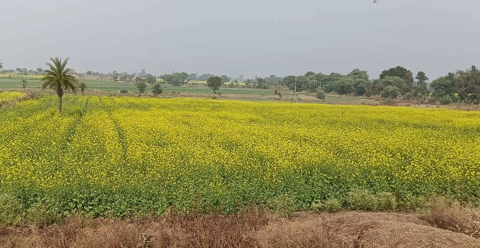 Pratapgarh आठ सौ हैक्टेयर में लहलहा रही फसलों की सुरक्षा के लिए किसानों ने खेतों पर डाला डेरा