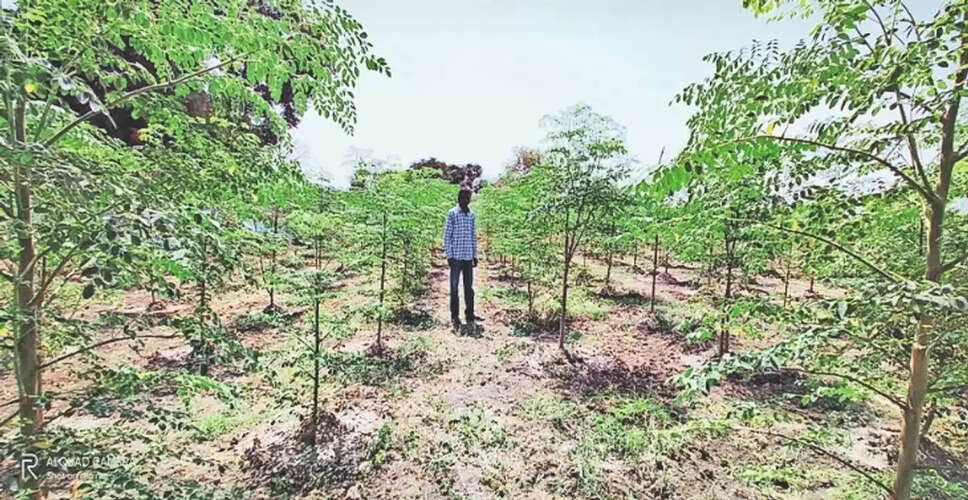 Jhalawar&nbsp;जिले में पांच साल में 26 लाख पौधे लगाए, 8 लाख हुए खराब