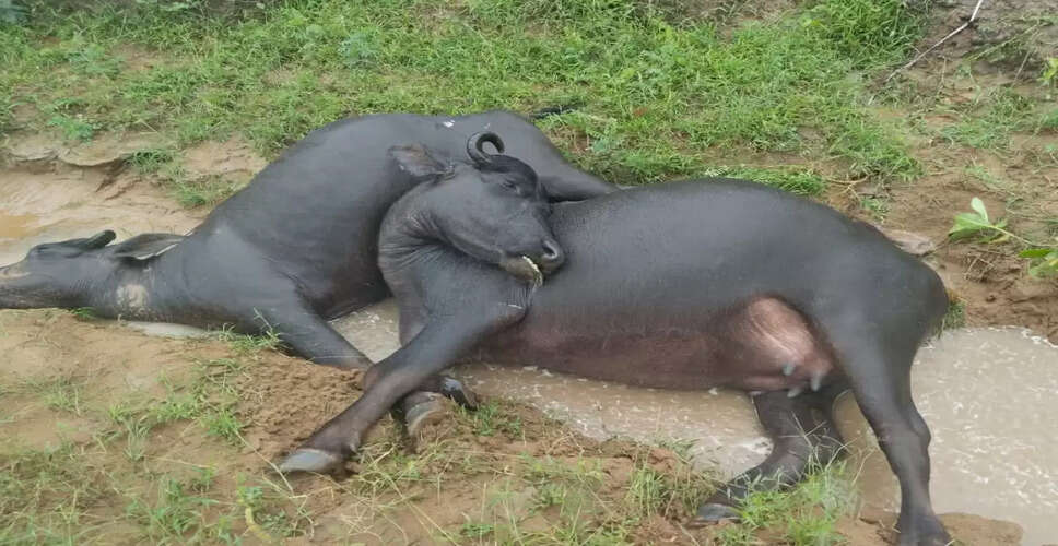 Rajasthan में दर्दनाक हादसा, सड़क हादसे में दो भैंसों की मौत