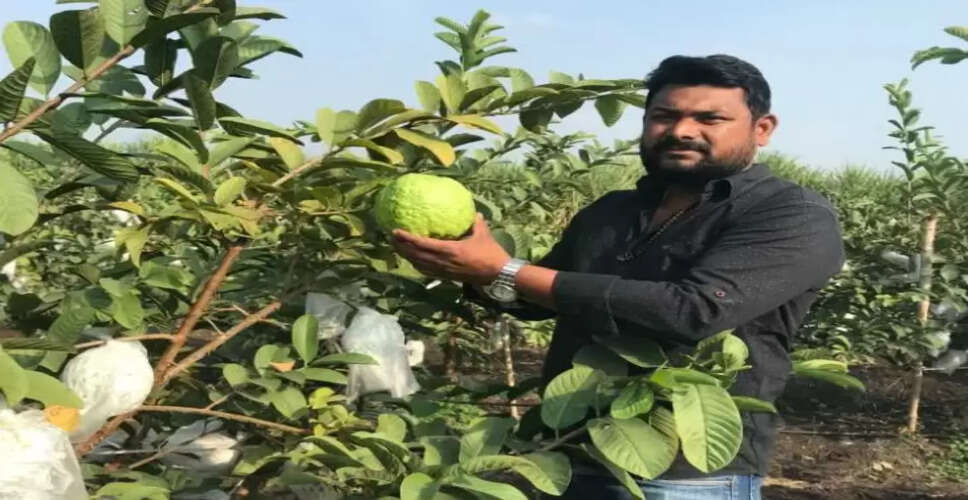 किसानों की आमदनी में बढ़ोतरी: पके अमरूदों पर अब मिल रहा 12-20 रुपए प्रति किलो का भाव