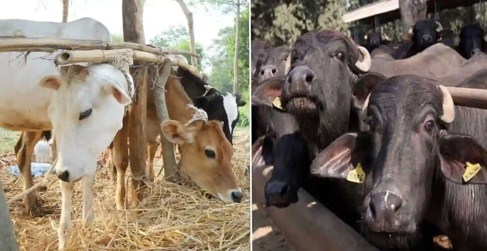 अब गाय और भैंसों से 90 प्रतिशत बछड़ियां होंगी पैदा, दुधारू पशुओं की संख्या बढ़ाकर पशुपालकों की दशा सुधरेगी