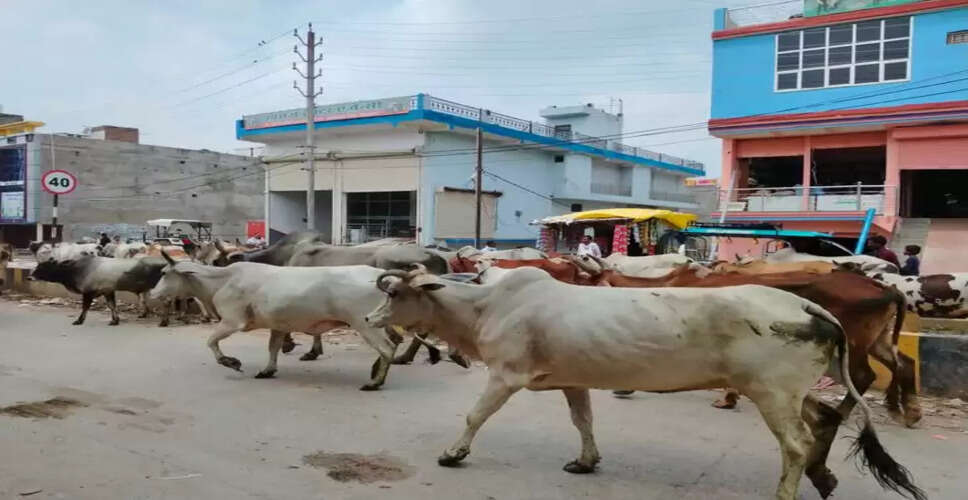 राजस्थान इस जिले में आवारा पशु बने लोगों के सिर का दर्द,&nbsp;हाईवे से लेकर गली-मोहल्लों तक लोगों की जान खतरे में