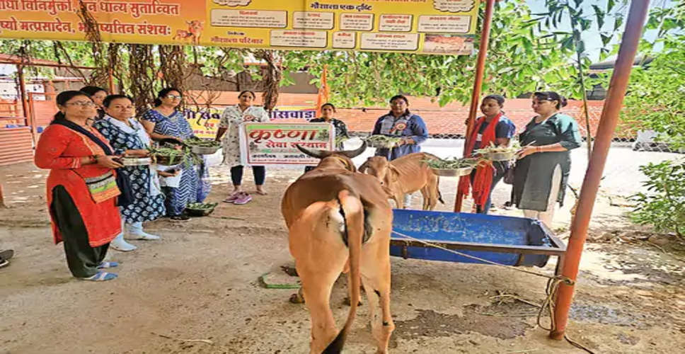 Banswara जिले में कृष्ण सेवा संस्थान ने गायों को खिलाई सवामणी